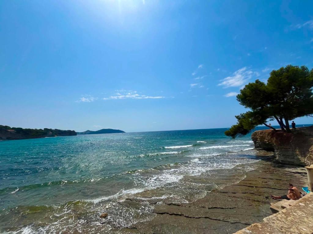 a tree sitting on the shore of a body of water at Appartement 61 in La Ciotat