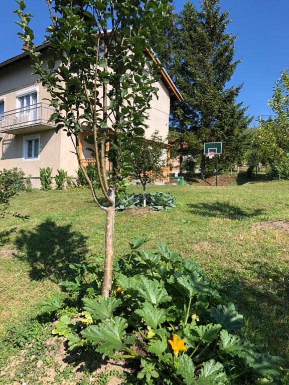 a tree in a garden in front of a house at Smještaj Klekovača in Drvar