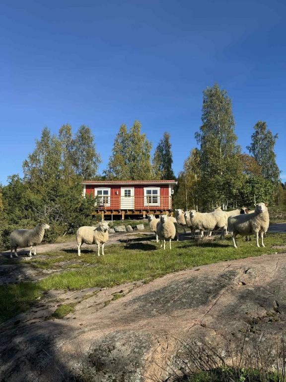 a herd of sheep standing in front of a house at Tiny House with ocean view in Näs