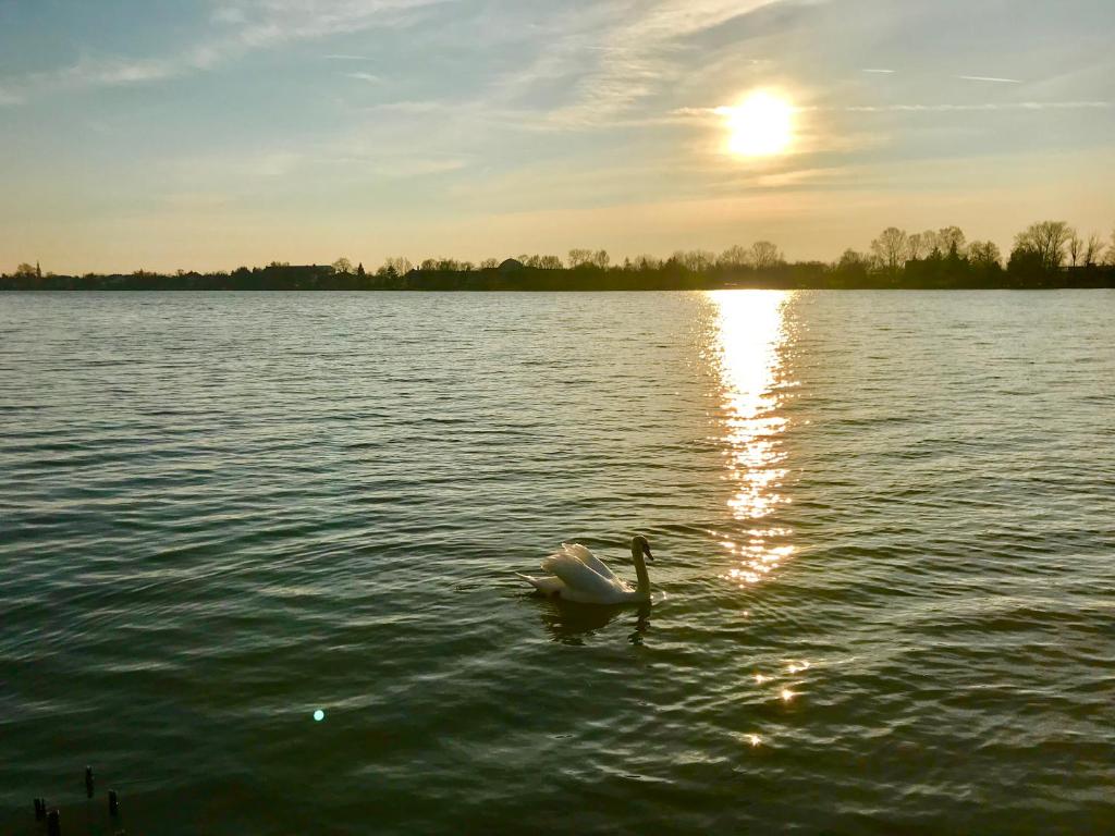 a swan swimming in a lake at sunset at Solaris Apartman Ráckeve in Ráckeve