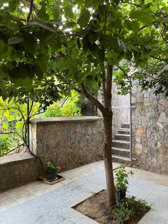 a tree in front of a stone wall with plants at Alira Rooms in Pogradec