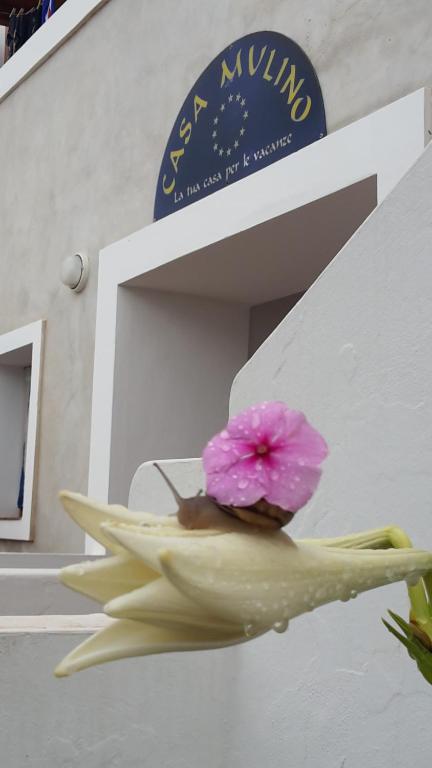 a pink flower sitting on the side of a building at Hotel Residence Il Mulino in Alicudi