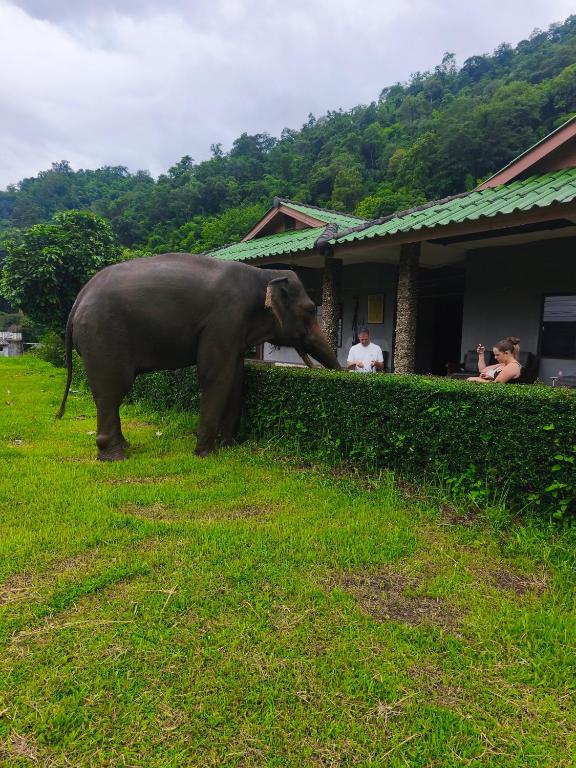 an elephant is standing next to a hedge at ดอยล้อมฟาร์มสเตย์ in Ban Muang Kut