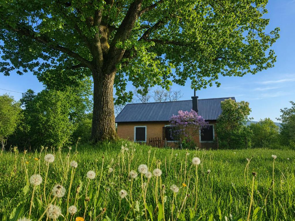 a house in a field with a tree at Kuca za odmor Lipa in Sinac