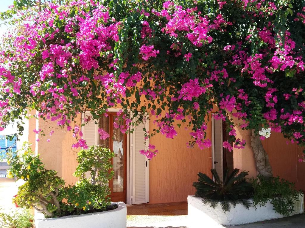 Zahrada ubytování Constantinos Apartments