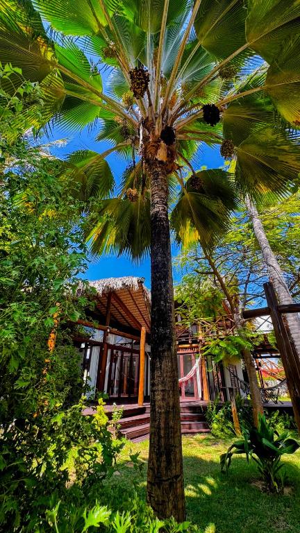 a palm tree in front of a house at Serena Pousada - Icaraí de Amontada in Icaraí