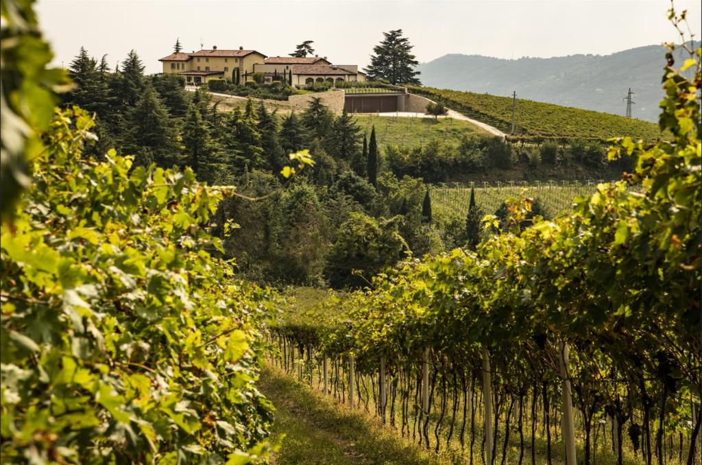 a view of a vineyard with a house on a hill at Agriturismo Costa Arènte in Grezzana