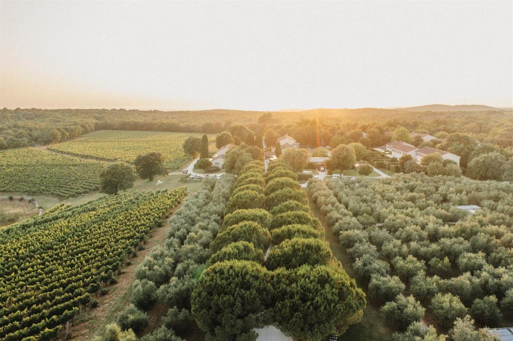 an aerial view of a plantation of trees at Meneghetti Wine Hotel and Winery - Relais & Chateaux in Bale
