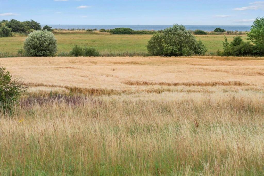 a field of tall grass with trees in the background at 3309-Stege-Holmemosevej-9 in Stege