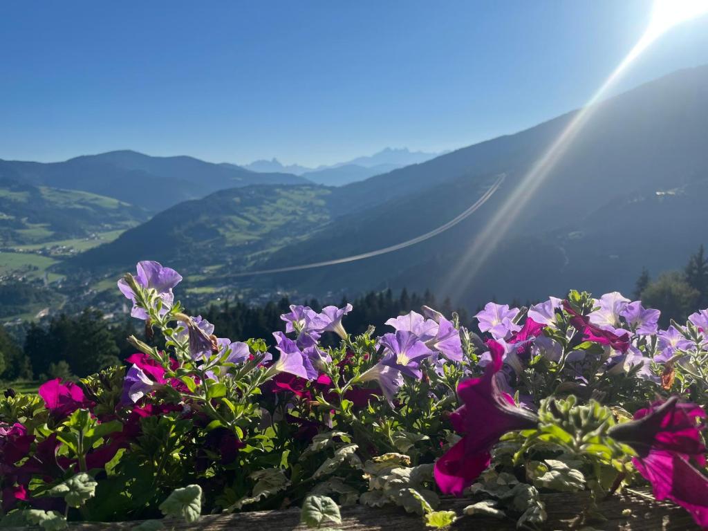 a bunch of purple flowers on top of a mountain at Ferienwohnungen Krapfenalm in Wagrain