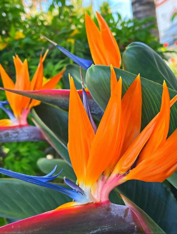 an orange and red flower with green leaves at Casa Esterlita in Tarajalejo