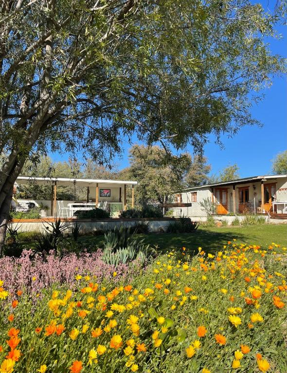 a field of flowers in front of a building at Karoo Feels in Prince Albert