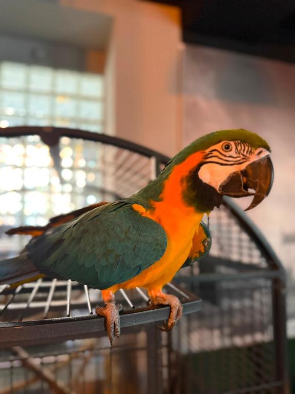 a colorful bird sitting on top of a cage at Hostel J17 in Katowice