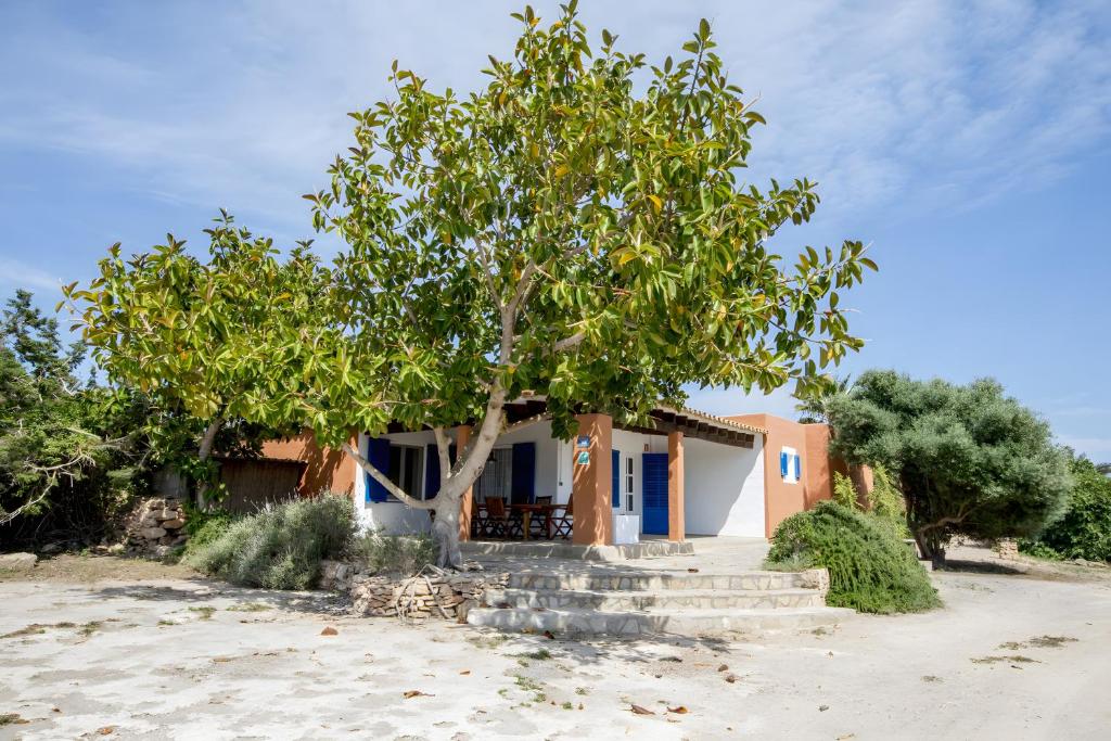 a house with a tree in front of it at Casa Rita in San Ferrán de ses Roques
