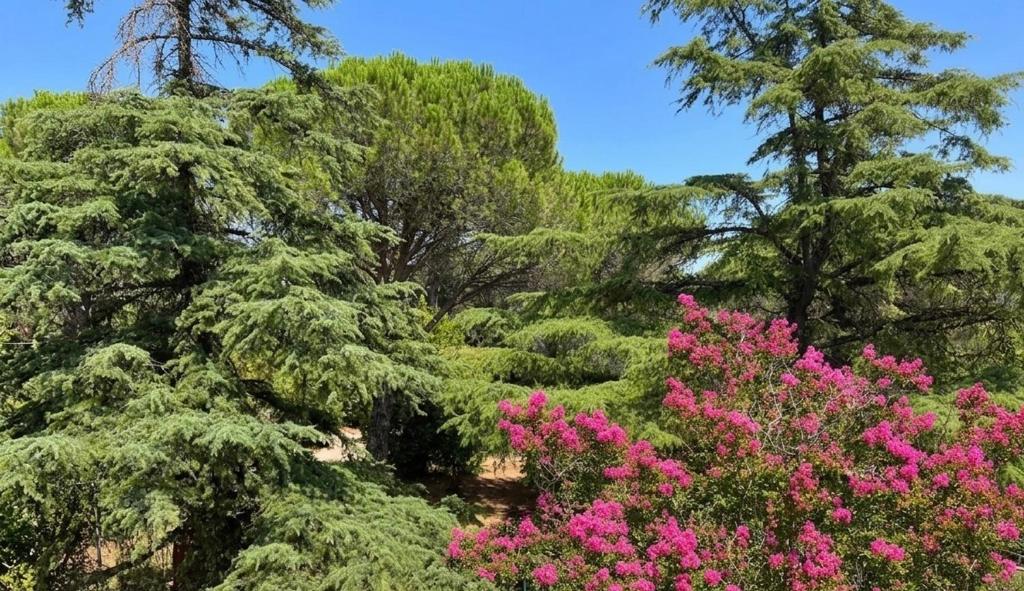 a garden with pink flowers and trees at Poggio Madonna in Campagnatico