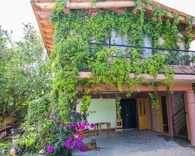 a cat sitting in front of a building with flowers at Lovely garden flat with stunning mountain views in Alcocer
