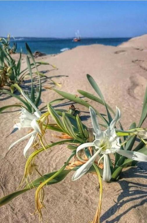two white flowers on a sandy beach near the ocean at Apart Hotel Apolonia Palace in Sinemorets