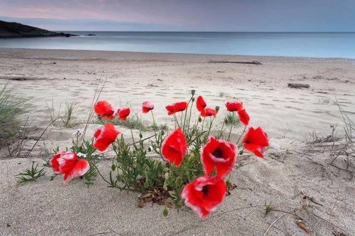 a group of red flowers in the sand on a beach at Apart Hotel Apolonia Palace in Sinemorets