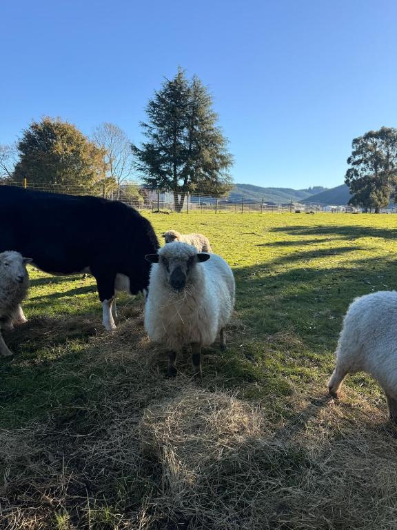 a group of sheep standing in a field at Henarata Homestead in Wakefield