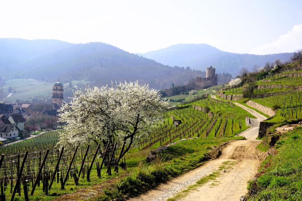 a vineyard with a road and a flowering tree on a hill at Gîte le Nid in Uffholtz