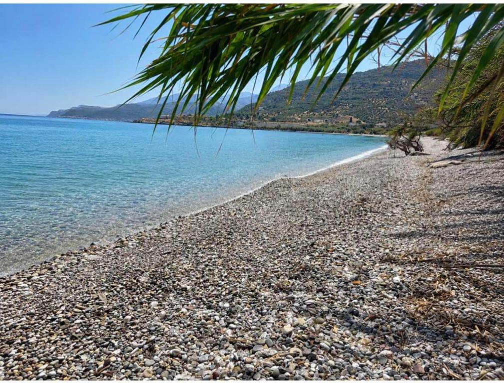 a beach with a palm tree and the water at Villa Theodora 30m from the beach in Egira