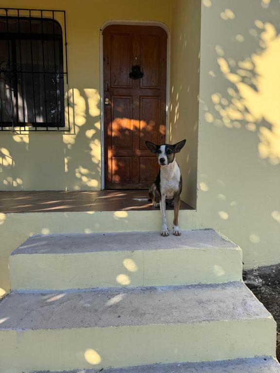 a dog sitting on the steps of a house at Casa Malu in Morote