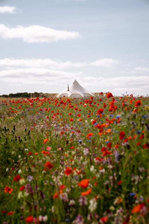 a field of flowers with a tent in the background at Bamburgh Under Canvas in Bamburgh