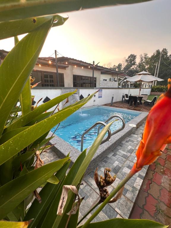 a bird sitting on a plant next to a swimming pool at DeCherating privatepool in Cherating