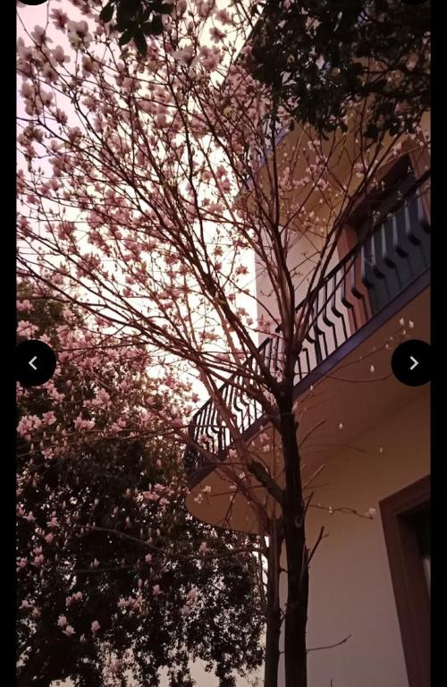 a tree with pink flowers in front of a building at VillaGioveRooms in Prato