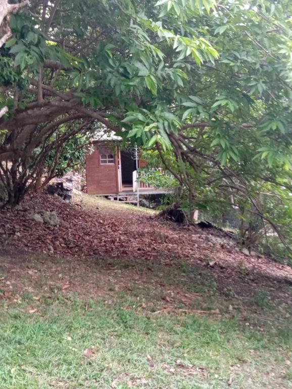 a small house behind some trees and leaves at cabane dans le jardin in Morne-à-lʼEau