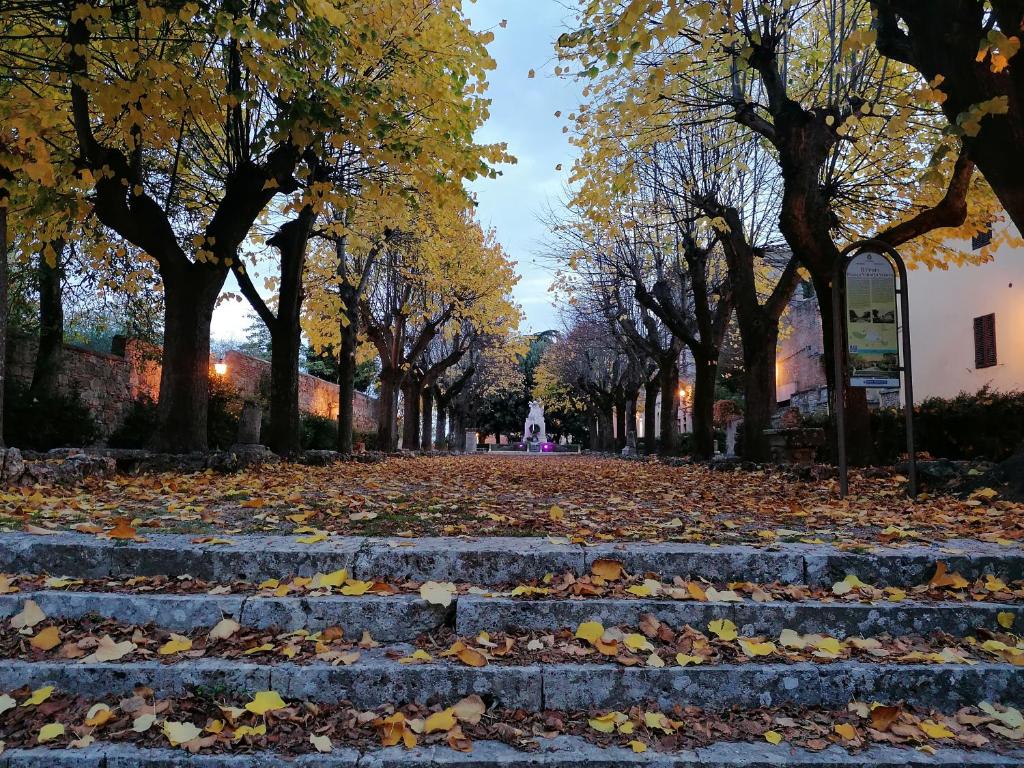 a row of trees with leaves on the stairs at Etrusco in Chiusi
