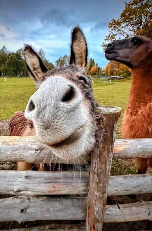 a donkey is looking over a wooden fence at Tiny House Zagroda Kopytkowo in Ropica Górna