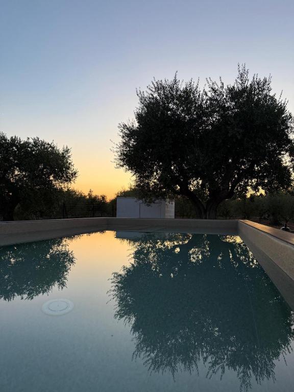 a reflection of two trees in a pool of water at I Trulli di Anna in Locorotondo