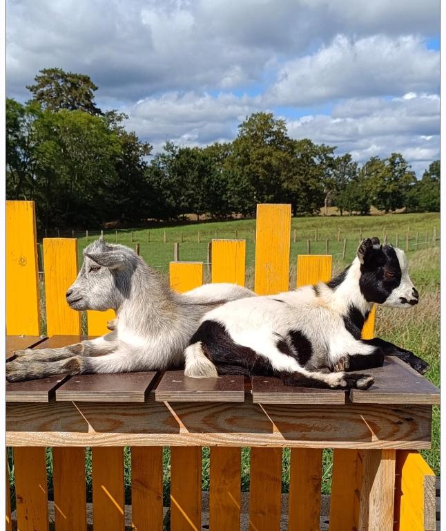 two goats laying on top of a wooden bench at Bêêêêl campagne - Immersion authentique avec les chèvres Logement climatisé in Oradour-sur-Glane