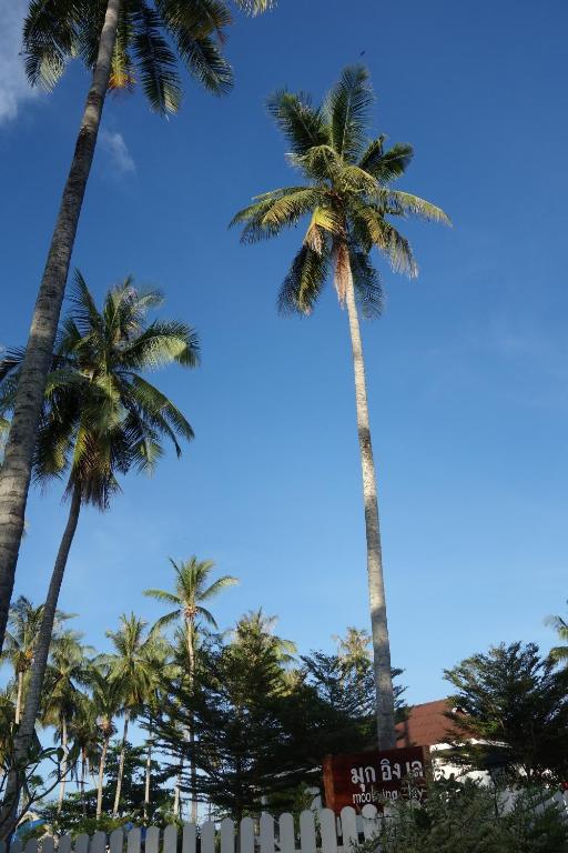 two palm trees towering over a white fence at Mook Ing Lay in Ko Mook
