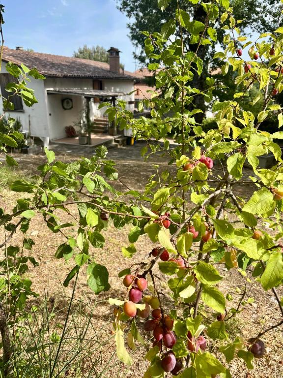 a tree with fruits on it in front of a house at Antica Fiera in Caprese Michelangelo