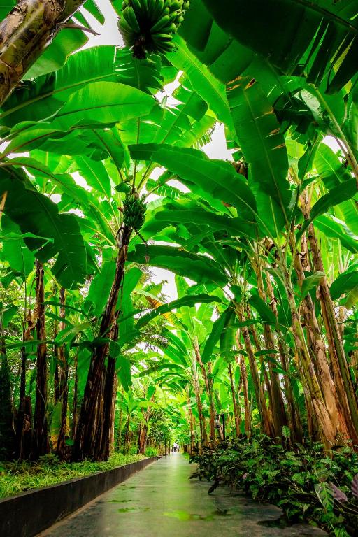 a plantation of banana trees with a road at Shose Farmhouse Chalets & Campsite in Moshi