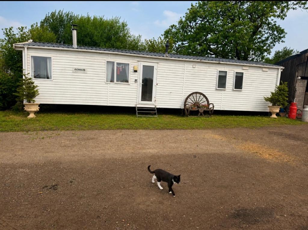 a black and white cat walking in front of a house at The barn in Carmarthen