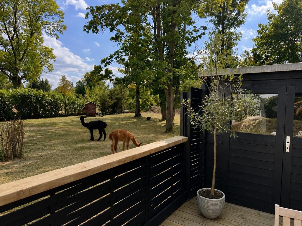 a dog standing on top of a fence at Le Wellness des alpagas in Huy