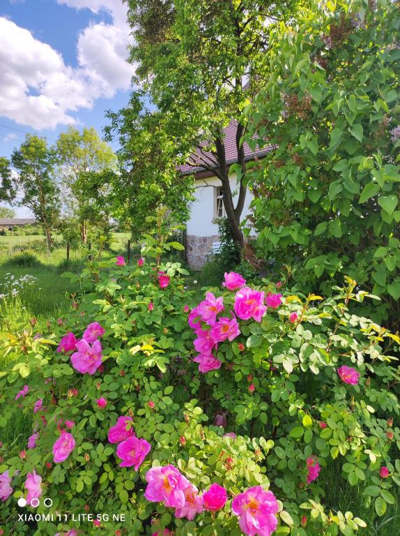 a bunch of pink flowers in front of a tree at Storchenhorst 