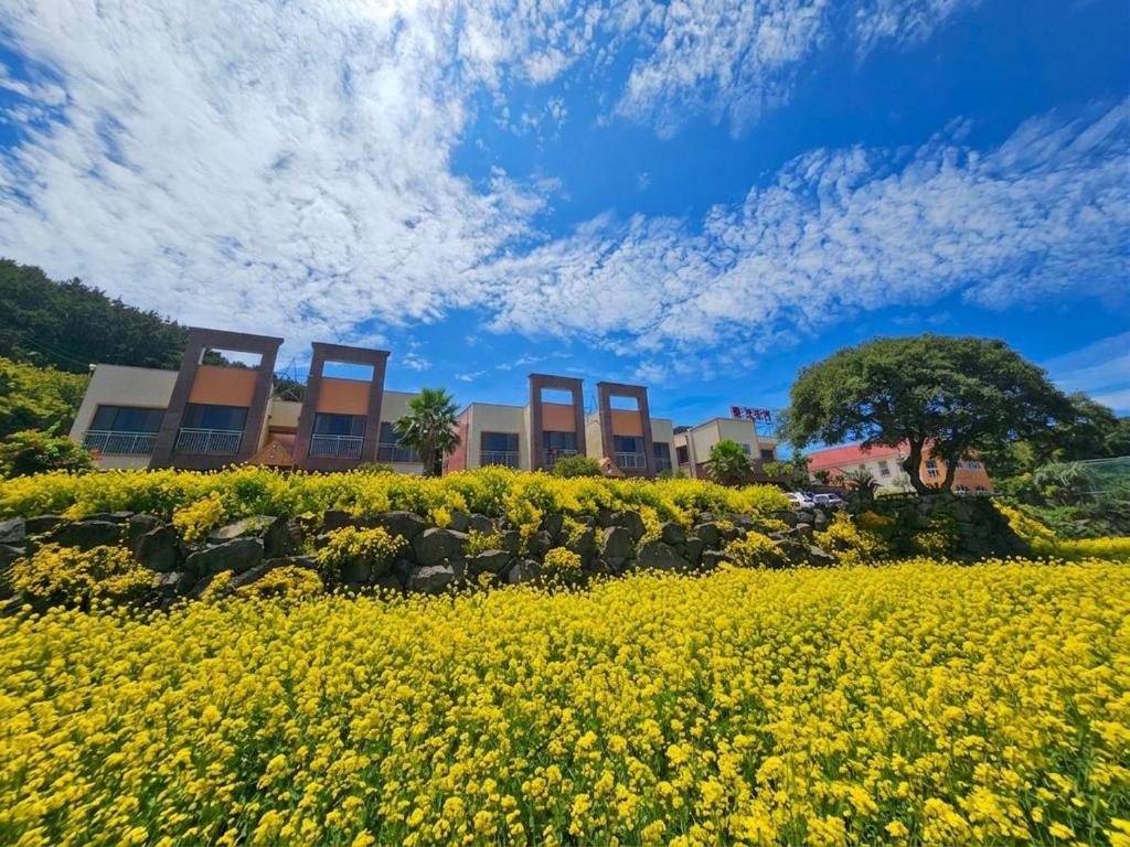a field of yellow flowers in front of a building at Red Castle Pension in Jeju