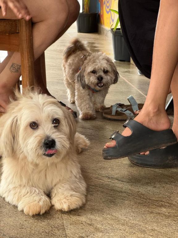 two dogs sitting on the floor next to a person at TriboRoots Hostel in Anjuna