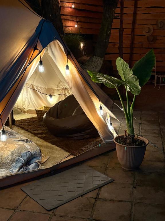a tent with a plant in a pot and lights at Senda del Cielo in Villa Nueva
