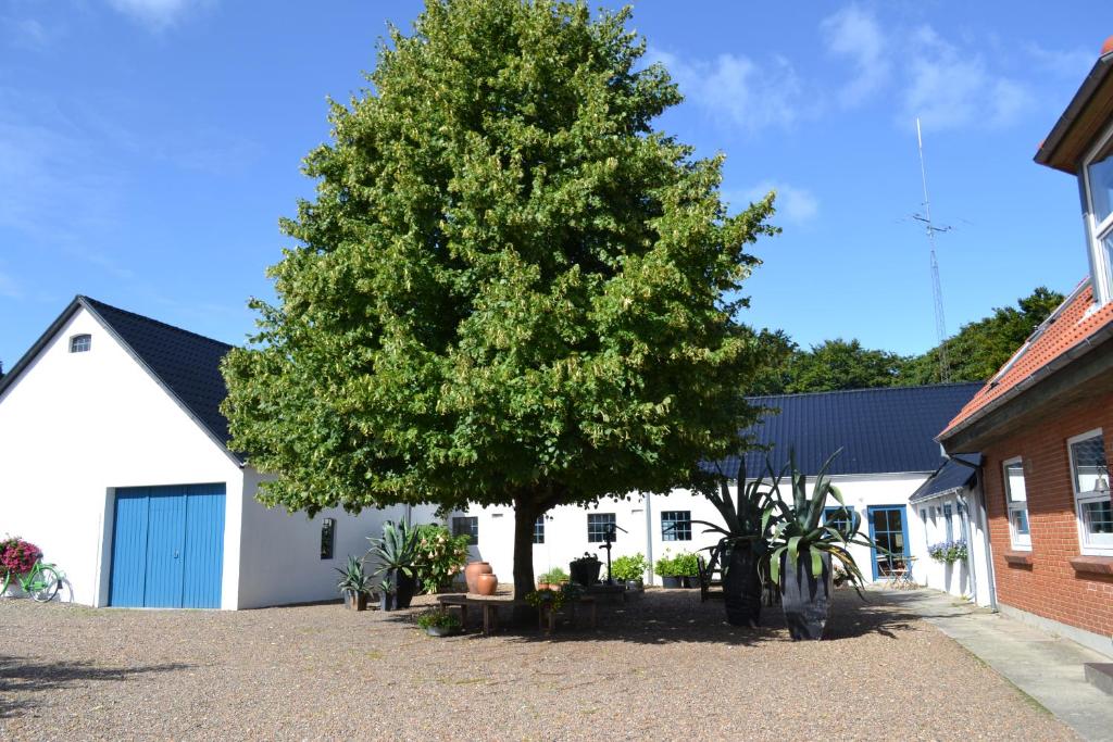 a large tree in front of a white building at Porshus Ferielejlighed in Sundstrup