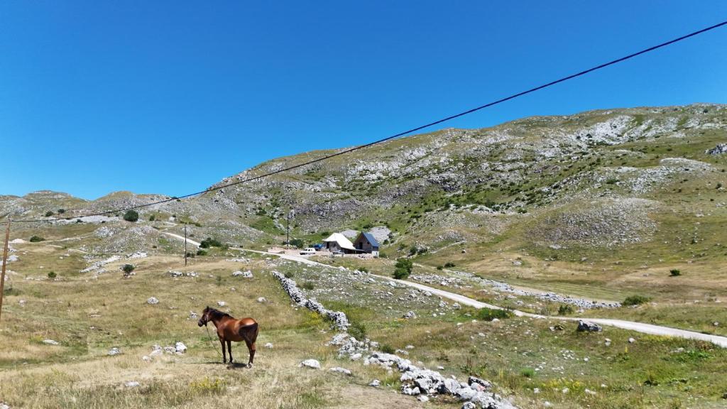 a horse standing on a hill in a field at Miris Katuna - Sinjajevina in Šavnik