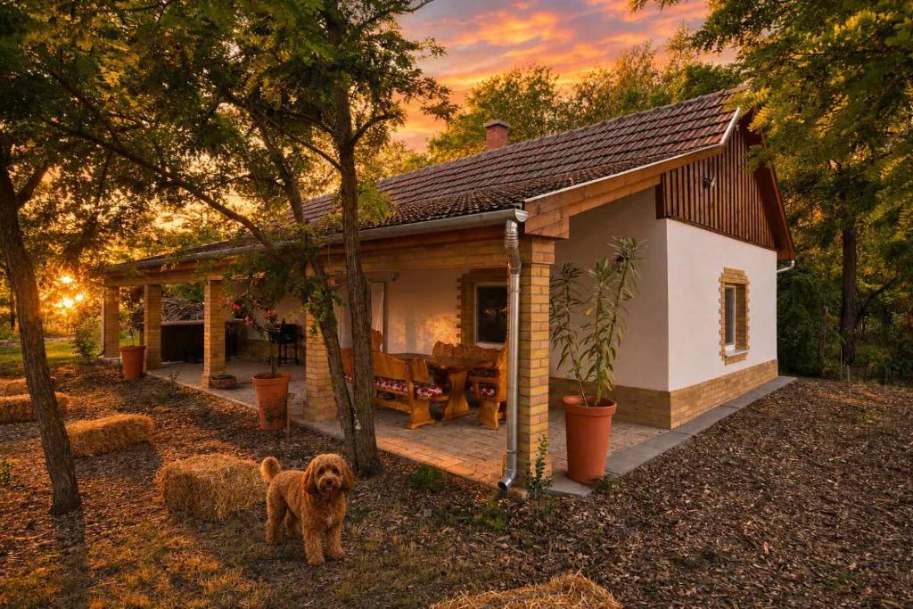 a dog standing in front of a small house at VarázsLakos Birtok in Tázlár