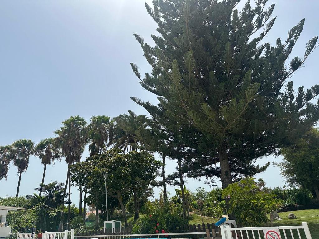 a large tree in a park with palm trees at Bungalows Paraiso Tropical in Maspalomas