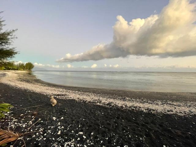 a bird standing on a beach near the water at Fare Taitua in Papara