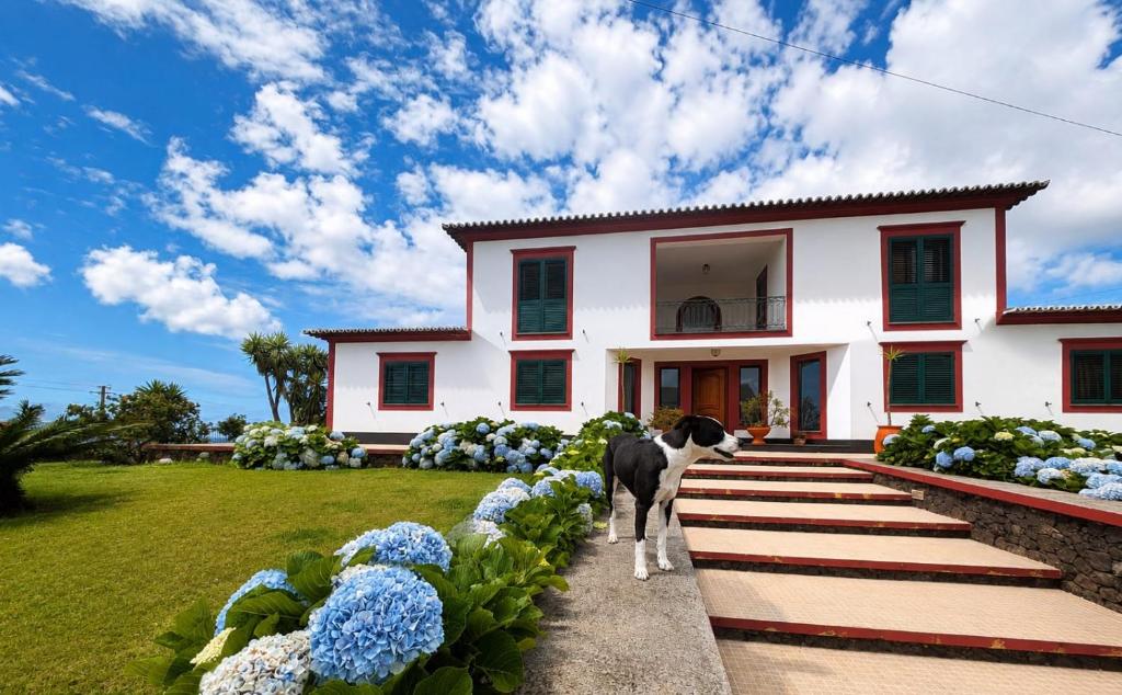 a black and white dog standing in front of a house at Moradia da Graça Guesthouse in Praia da Vitória