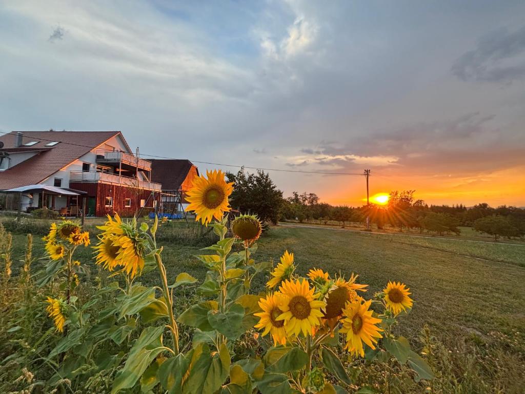 a field of sunflowers in front of a house at Ferienwohnungen Am Winkelhof in Deggenhausertal